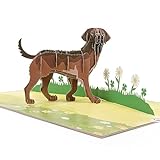 LIMAH® Pop Up Hundekarte, Geburtstagskarte Glückwunschkarte, Freundschaftskarte, Geschenkkarte, Überraschungskarte mit einem großen Hund (Labrador) und einer grünen 3D Wiese (Braun)