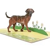 LIMAH® Pop Up Hundekarte, Geburtstagskarte Glückwunschkarte, Freundschaftskarte, Geschenkkarte, Überraschungskarte mit einem großen Hund (Labrador) und einer grünen 3D Wiese (Braun)