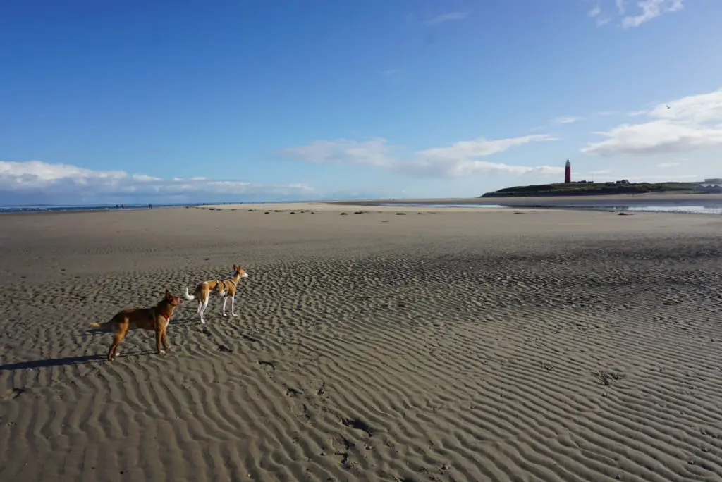 Camping auf Texel - Mit Hund zu Fuss zum breiten Strand am Leuchtturm