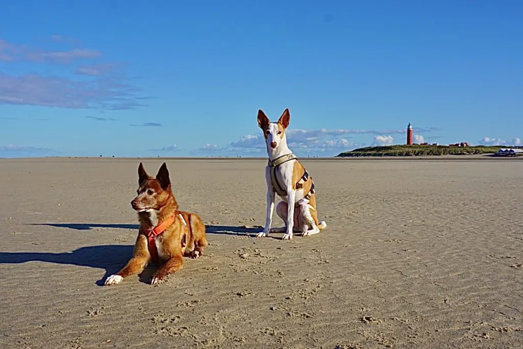 Geschenke für Hundebesitzer - einen Urlaub auf Texel