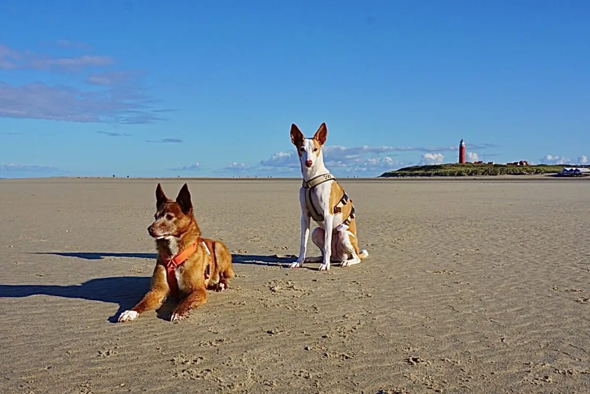 Einer DER Tipps für Texel mit Hund - am weiten Strand am Leuchtturm spazieren gehen