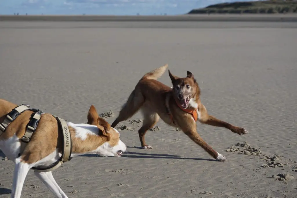 Texel am Strand mit Hund