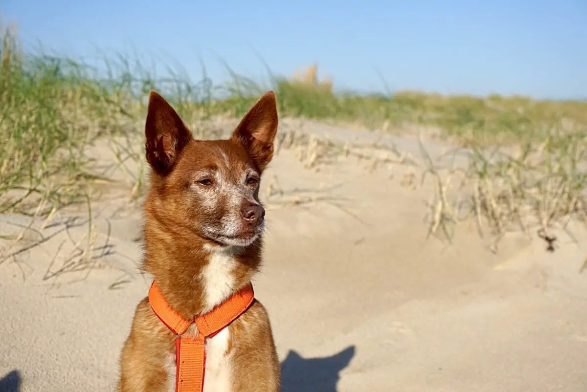 Hund in den Dünen von Texel