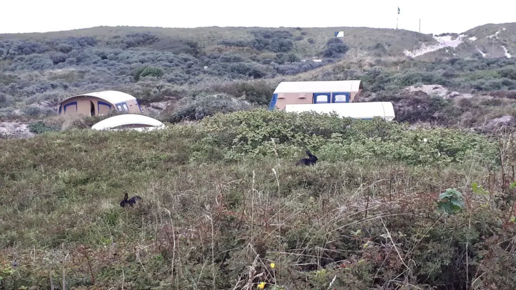 Camping auf Texel mit Hund direkt in den Dünen