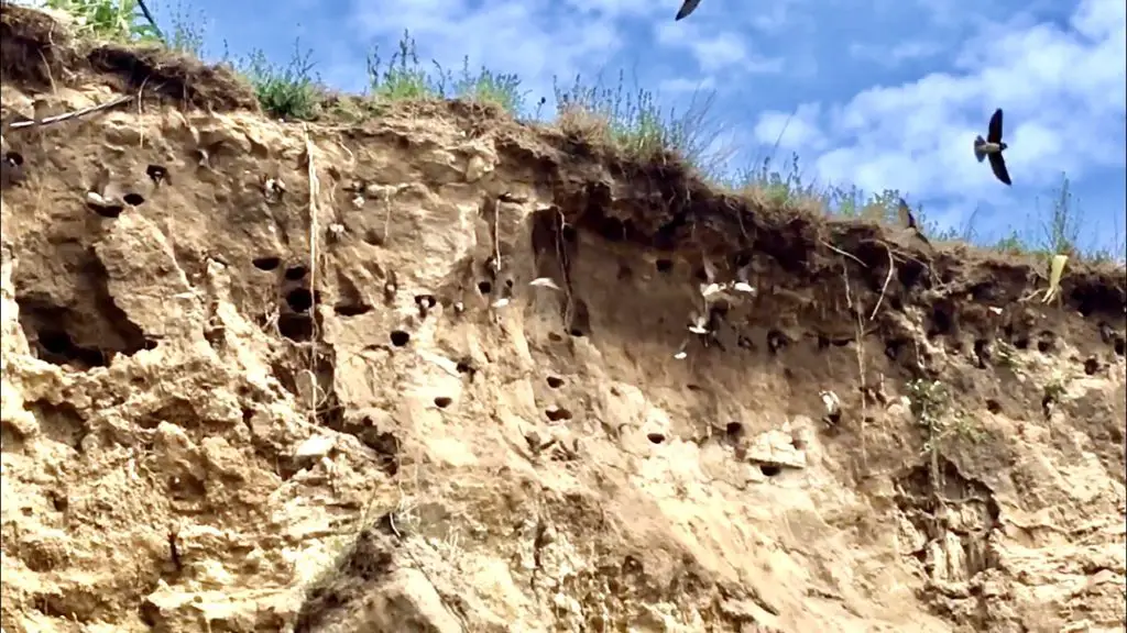 Nistende Vögel in der Steilküste auf Mönchgut