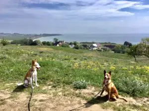 Wanderung mit Hund Rügen