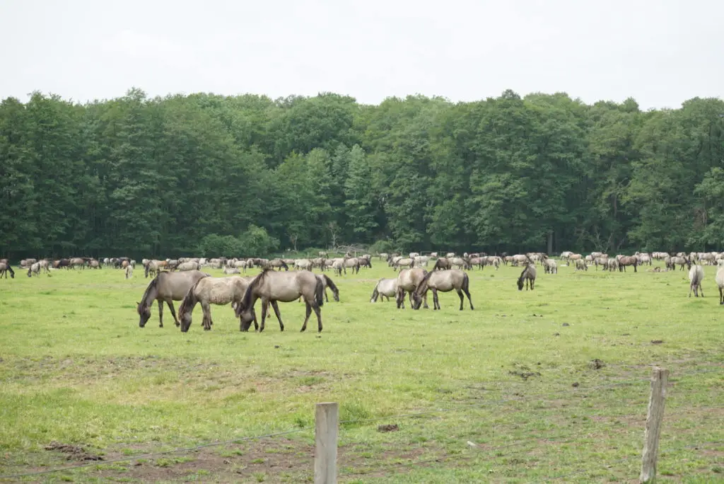 Die Herde der Dülmener Wildpferde umfasst an die 400 Tiere