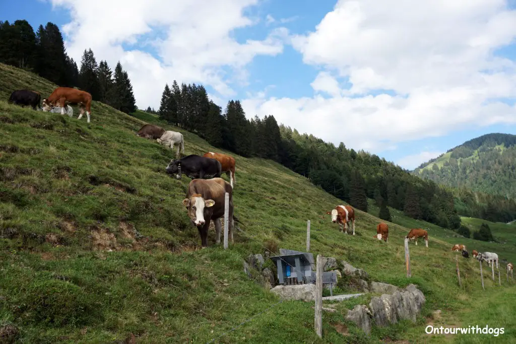 Wanderung in Balderschwang mit Kühen