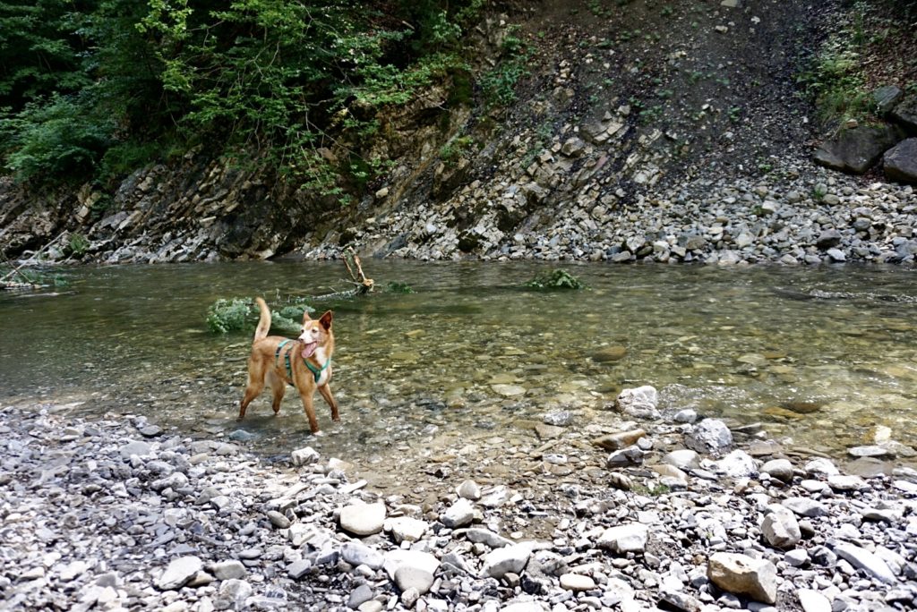 Am Bolgenach in Balderschwang