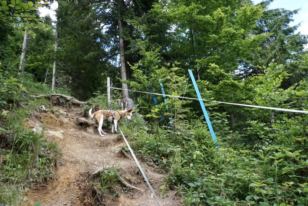 Der Aufstieg zum Höhenweg in Balderschwang