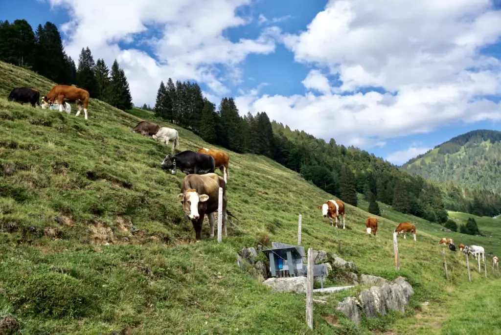 Wanderung mit Kühen