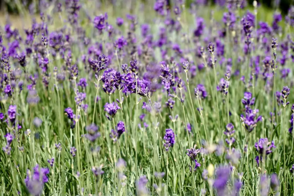 Lavendelfeld in der Nähe der Externsteine - auch hierhin könnt ihr wandern