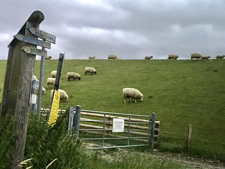 Morgenspaziergang am Deich