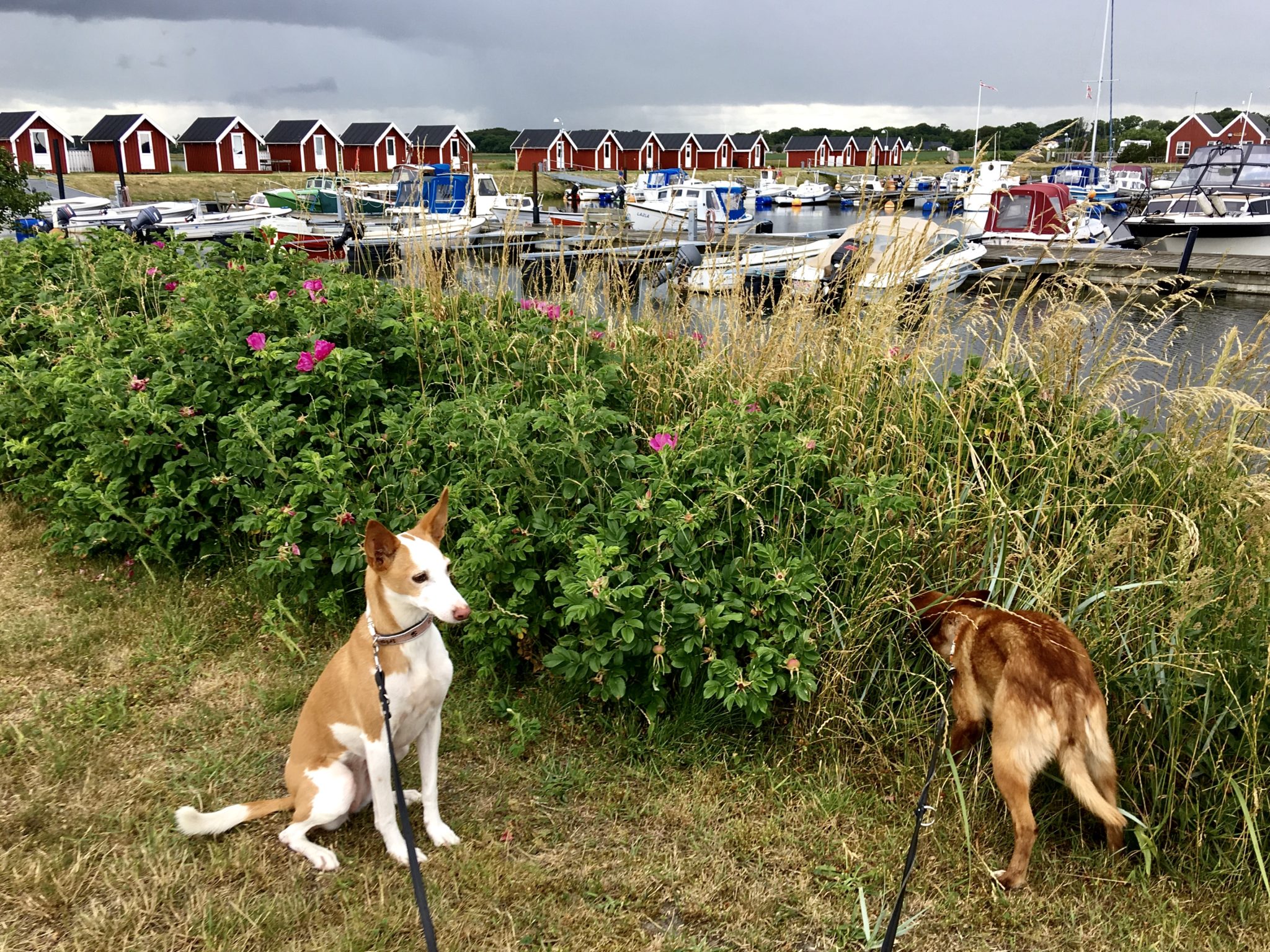 Mit Hund nach Norwegen auf der Fähre oder den Brücken ontourwithdogs.de