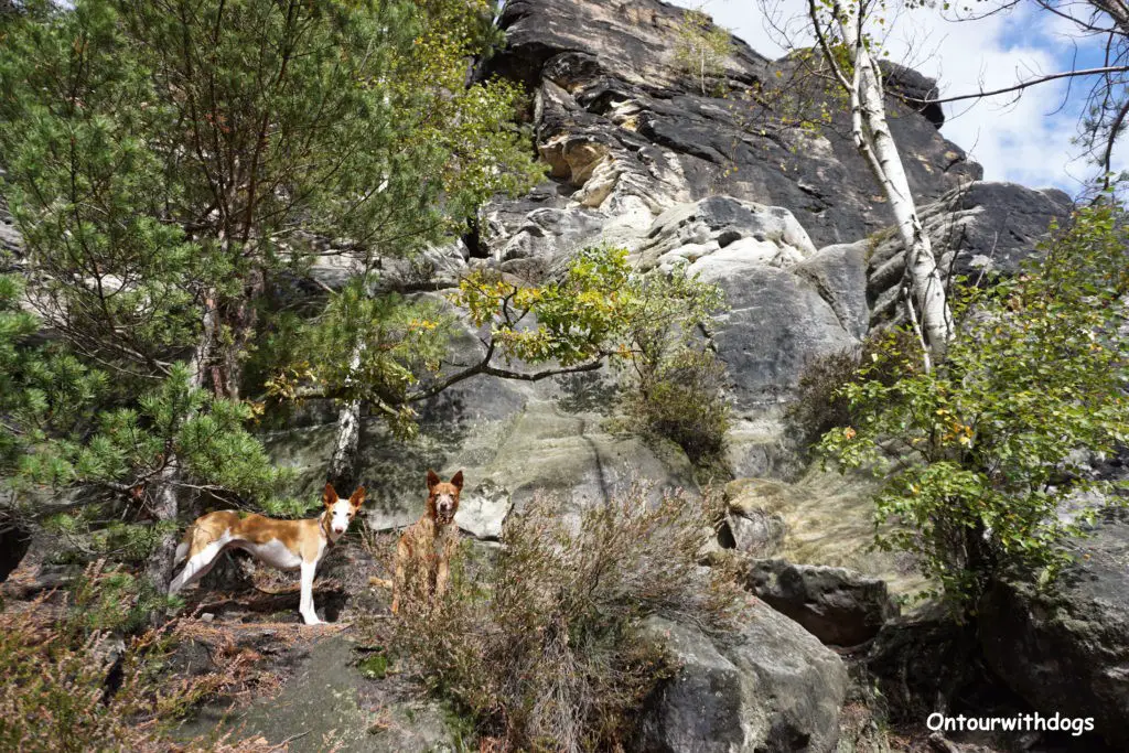 In der Sächsischen Schweiz mit Hund  beim Wandern gestrandet in den Felsen