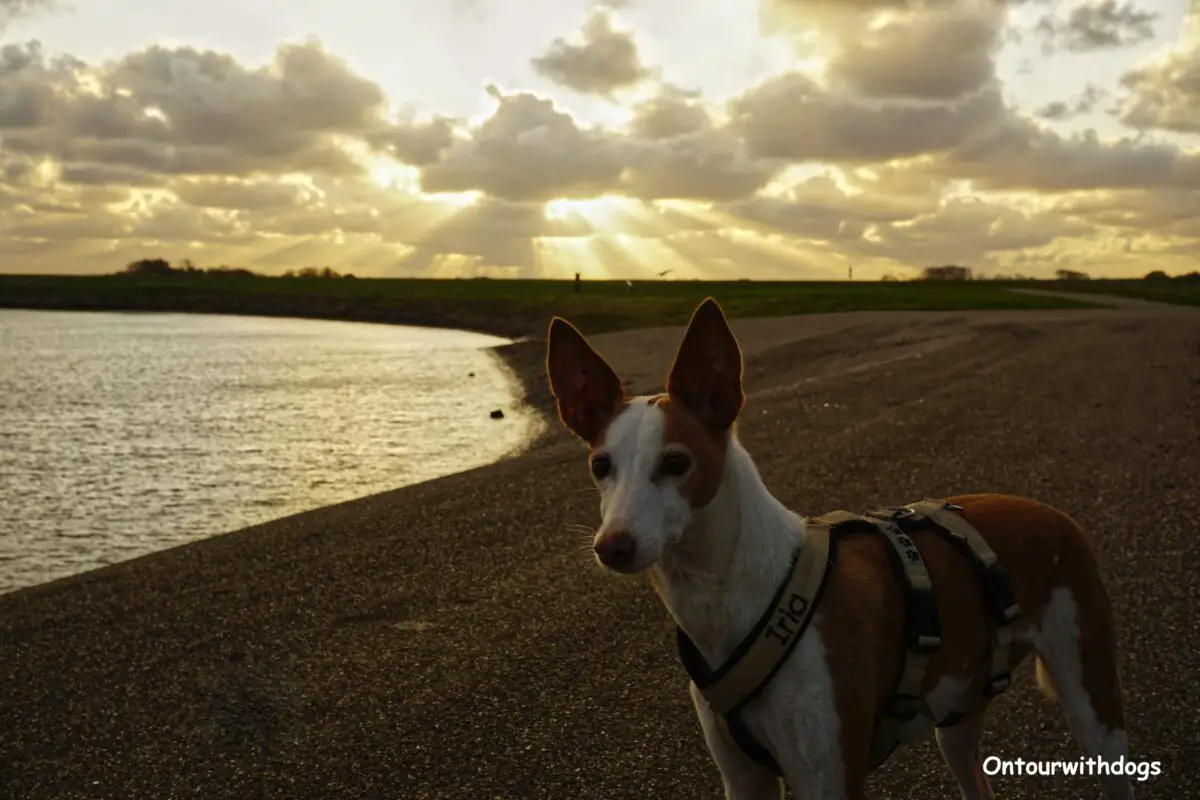 Auf Texel mit Hund am Deich entlang der Ostküste