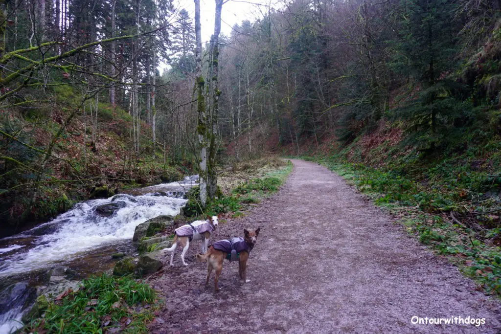 Wandern im Urlaub mit Hund im Schwarzwald