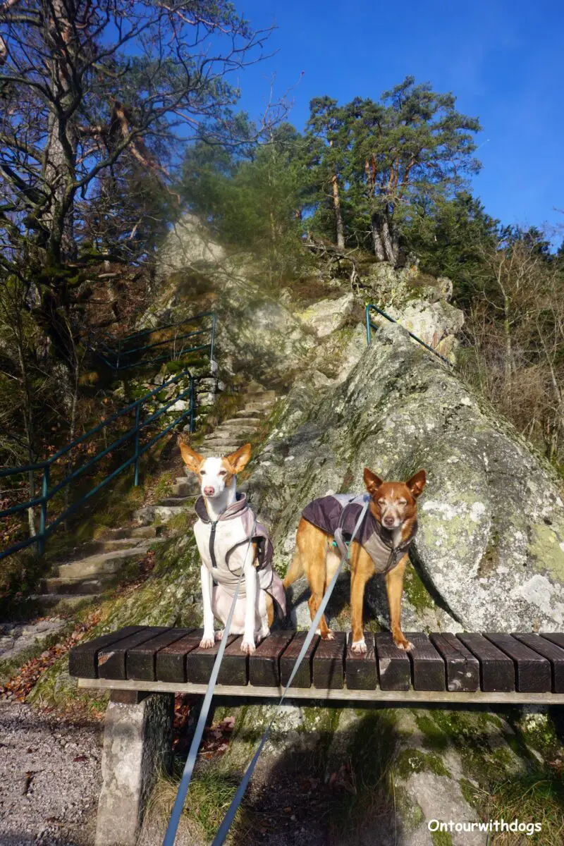 Urlaub mit Hund im wunderschönen Schwarzwald ontourwithdogs.de