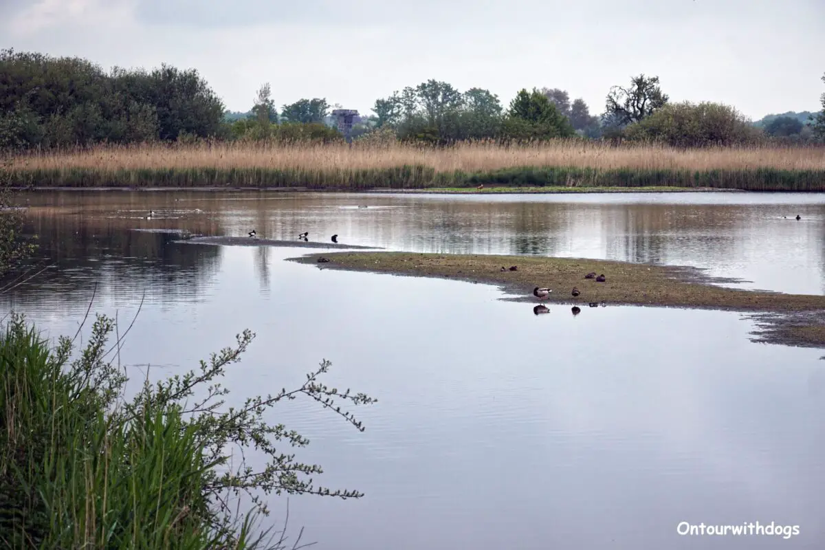 Wasserflächen mit Vögeln in den Rieselfelder Münster