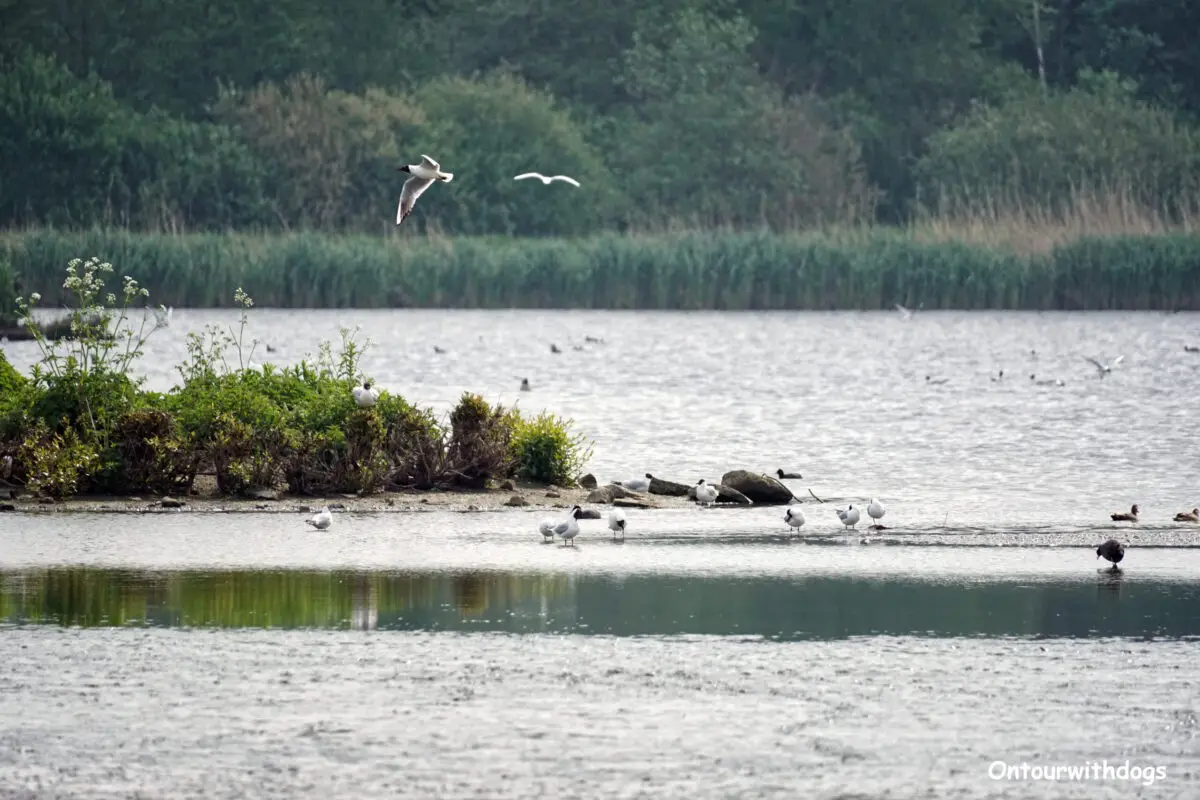 Wasserflächen mit Vögeln in den Rieselfelder Münster