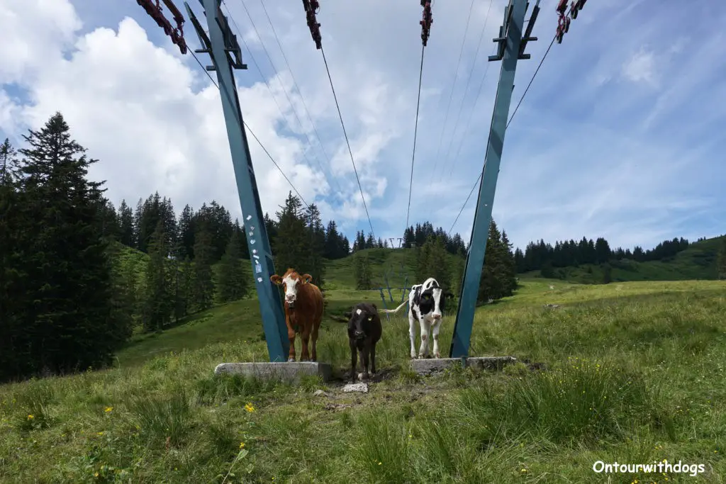 Die Kühe haben sich extra fürs Foto so aufgestellt ;)