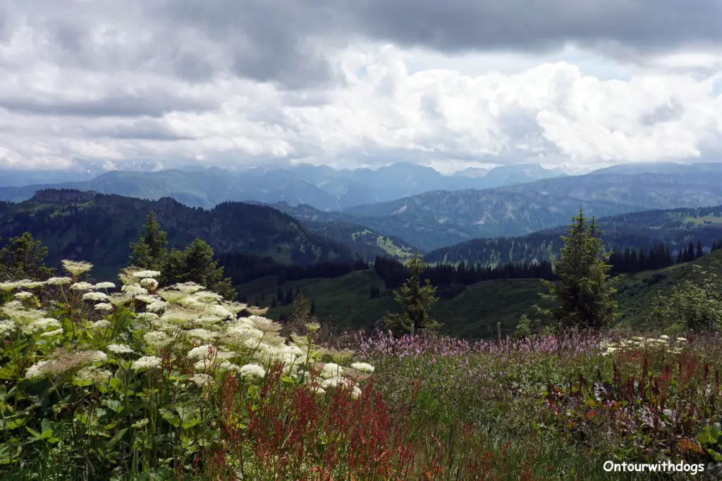 Blumenwiesen in den Alpen