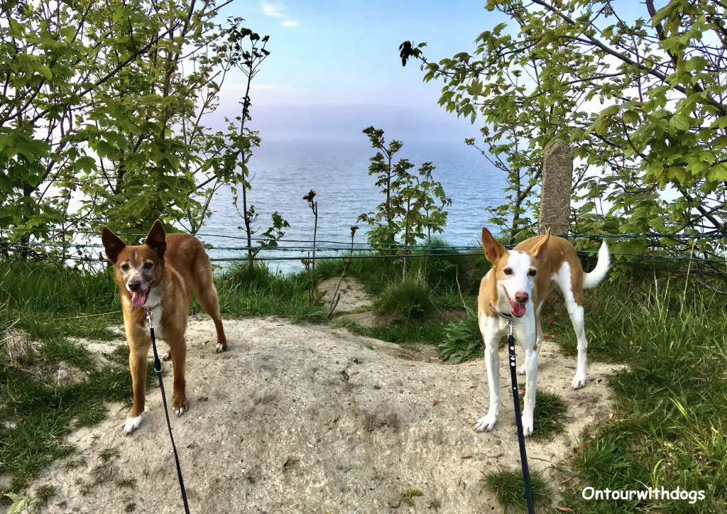 Rügen mit Hund - ein kurzer Meerblick am Kap Arkona