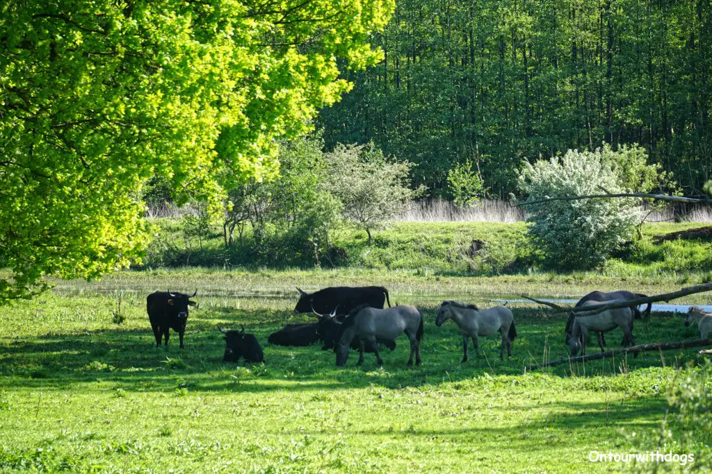 Wildpferde und Rinder auf der Wanderung im Münsterland
