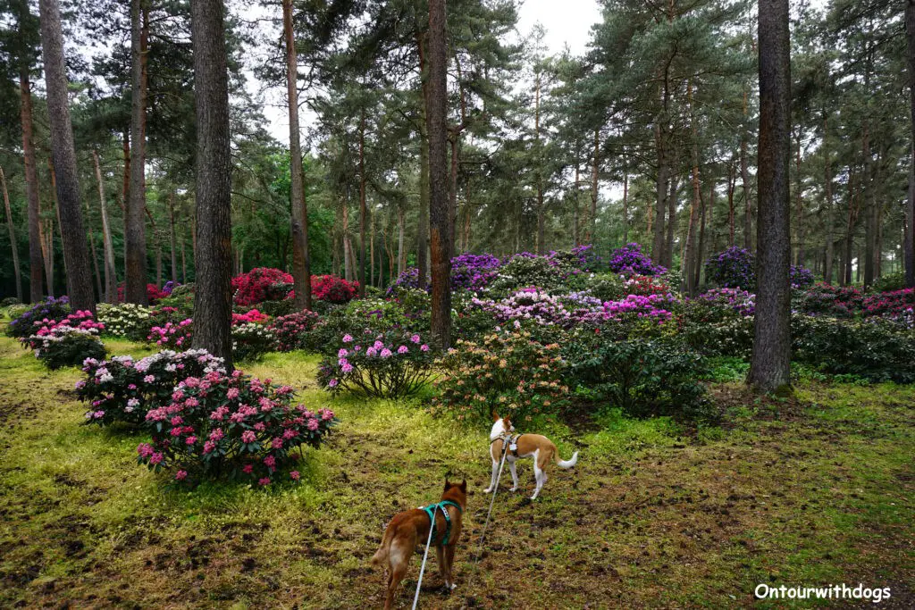 Rhododendronwald mit Hund