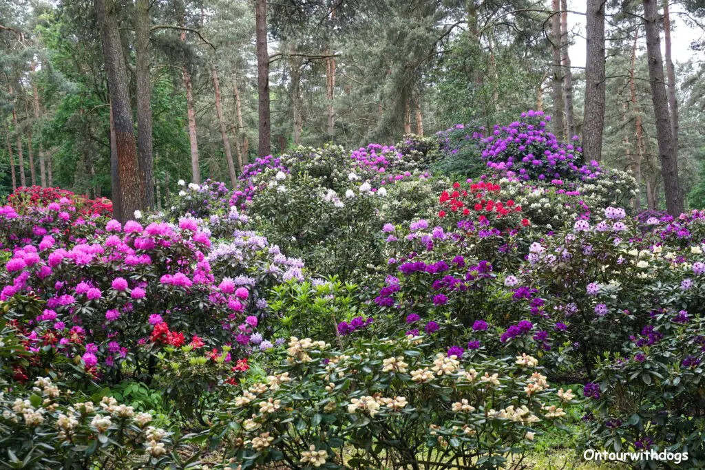 Farbenpracht im Rhododendronwald Dülmen