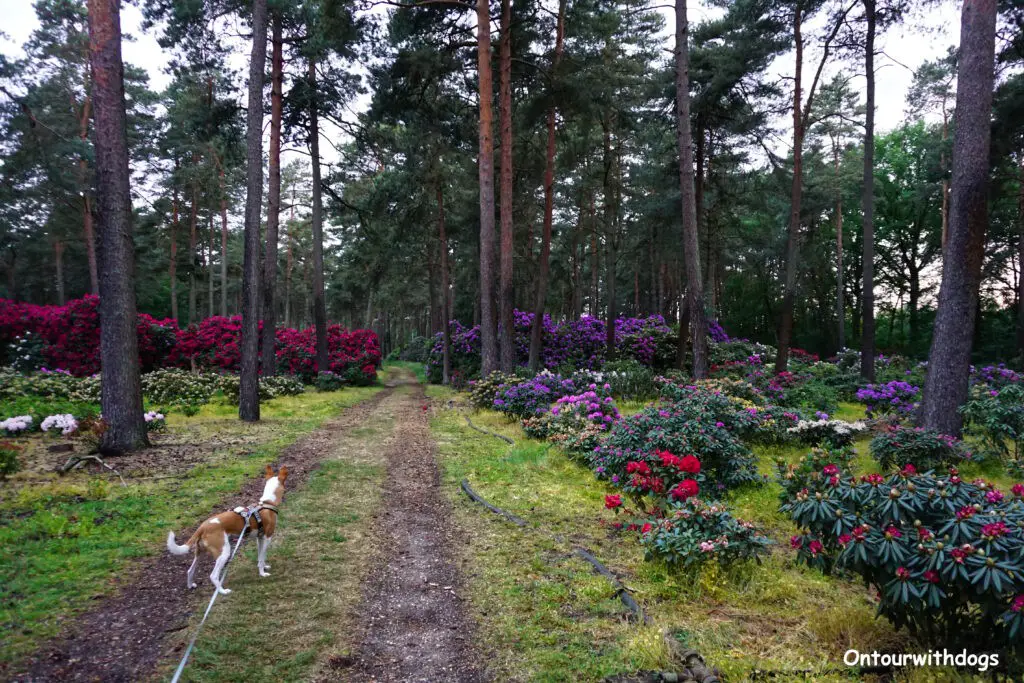 Mit Hund im Rhododendronwald Dülmen
