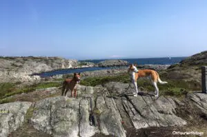 Wanderung mit Hund Südküste Norwegen