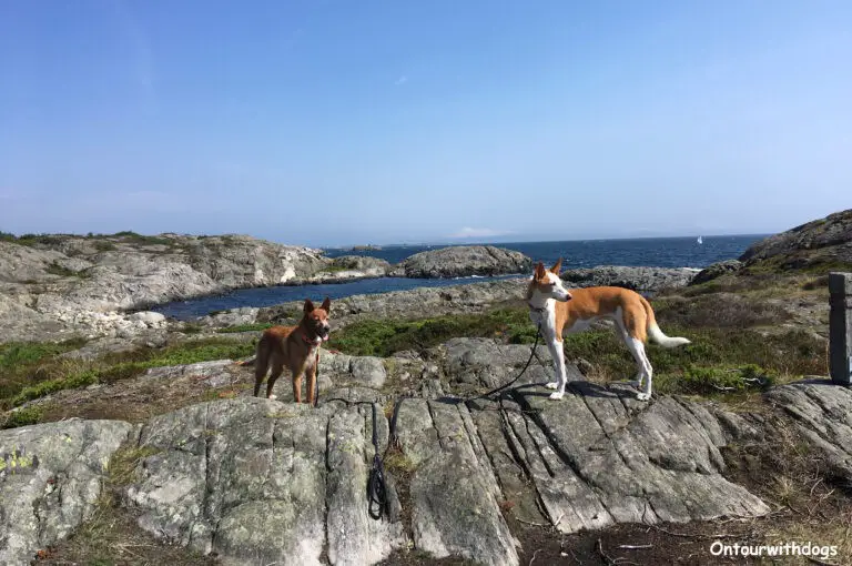 Mit Hund nach Norwegen auf der Fähre oder den Brücken ontourwithdogs.de