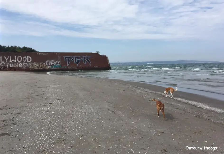 Der Hundestrand Prora - einer der beliebtesten Hundestrände auf Rügen
