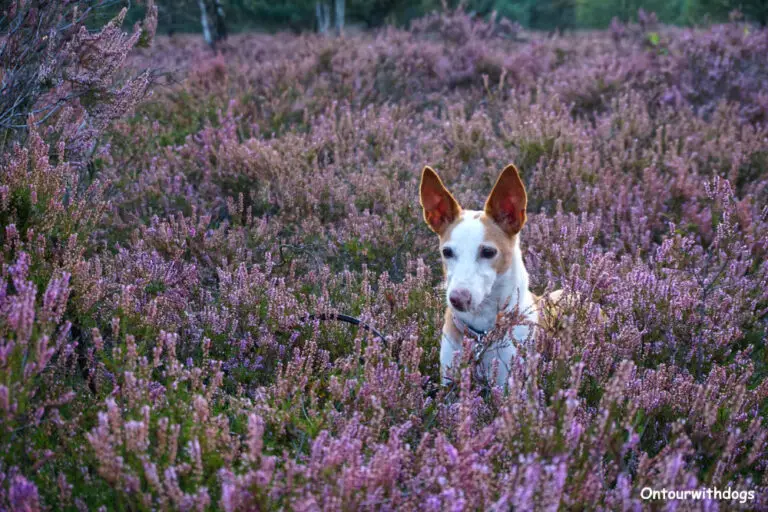 Camping in der Lüneburger Heide mit Hund ontourwithdogs.de