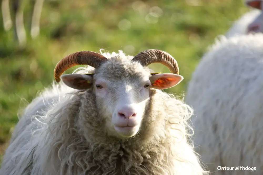 In der Emsaue in Telgte werden auch Schafe gehalten
