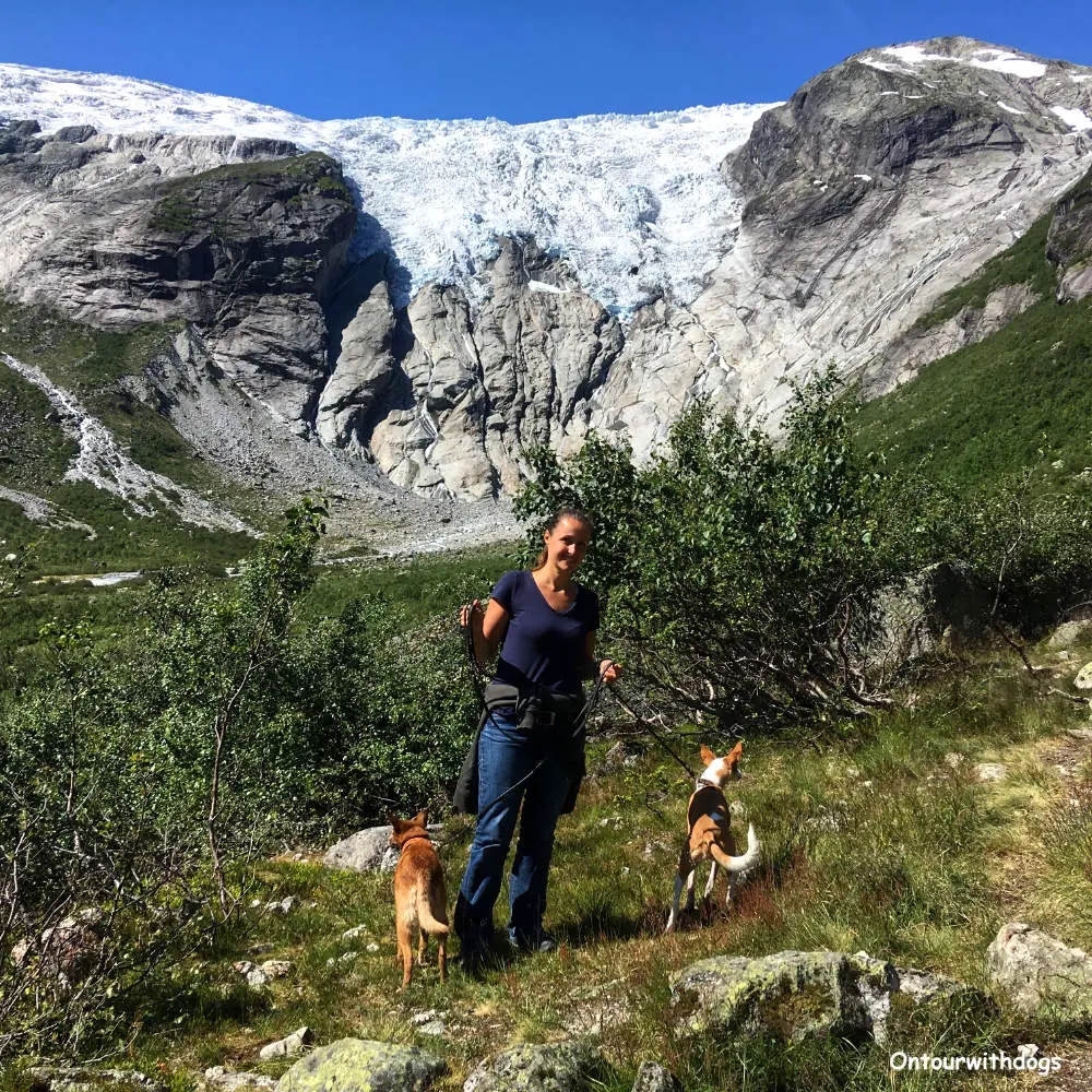 Ausflug mit Hund in Norwegen zum Gletscher