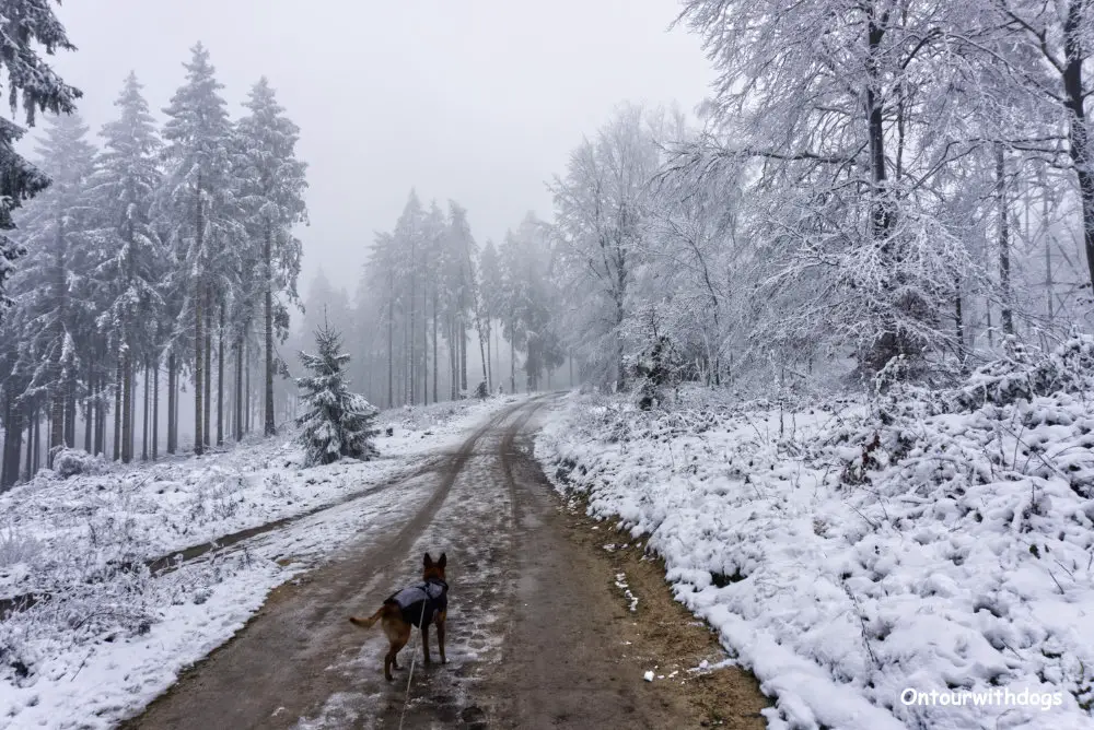 Hund in Bad Iburg beim Wandern auf dem Weg im verschneiten Wald