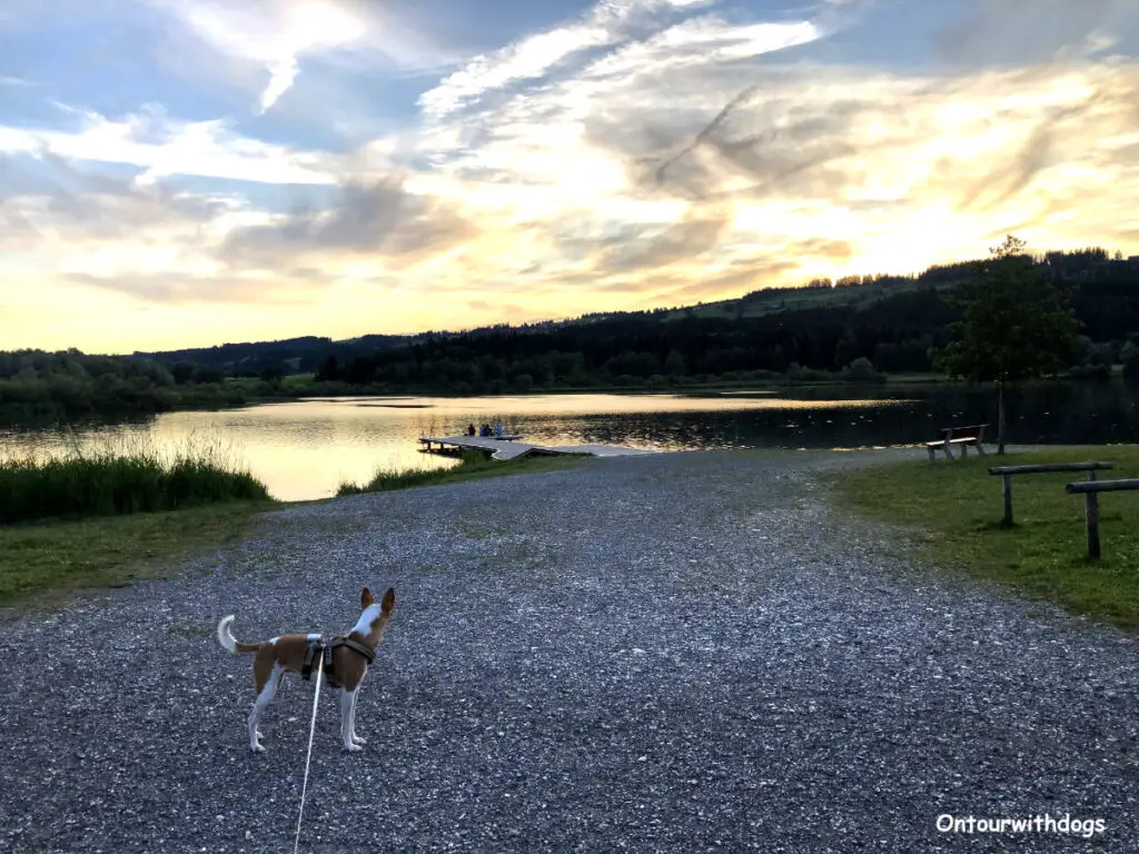 Hund am See - Camping Allgäu mit Hund