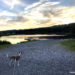 Hund am See - Camping Allgäu mit Hund