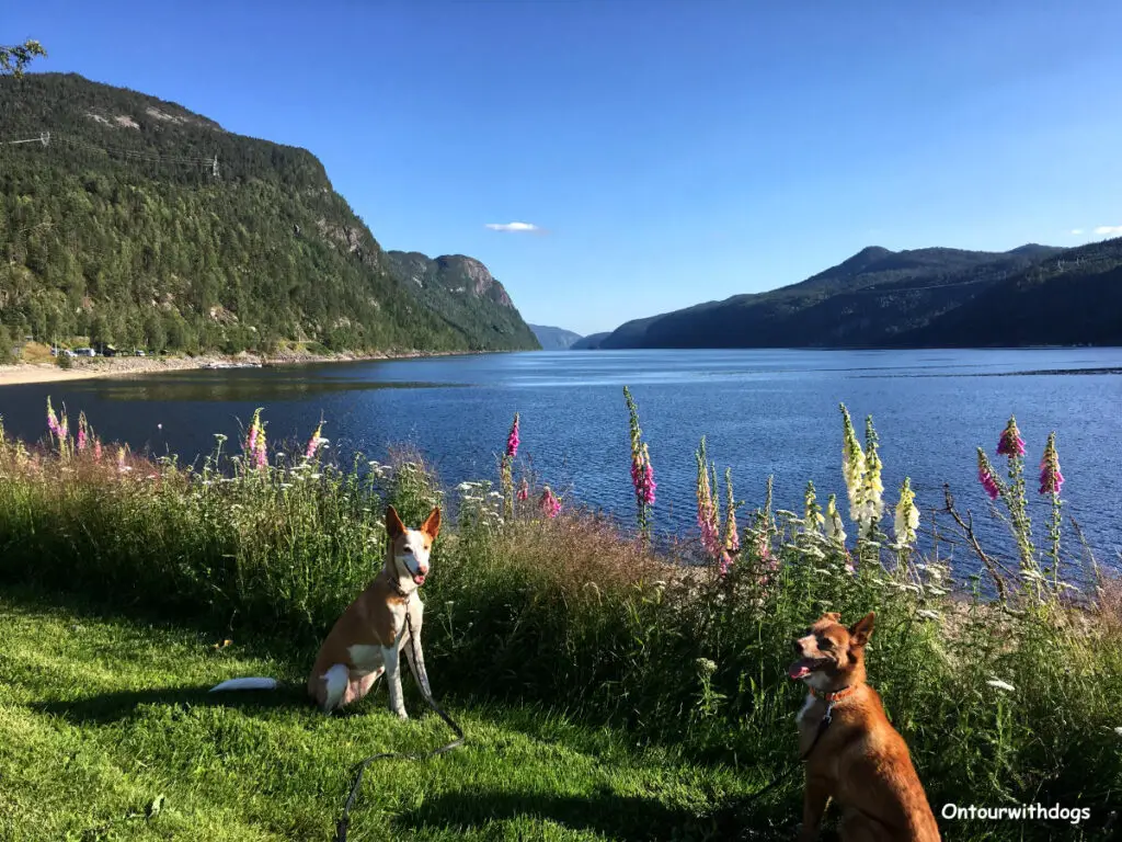 Auf einem Spaziergang am Sirdalsvatnet auf unserem Roadtrip durch Norwegen