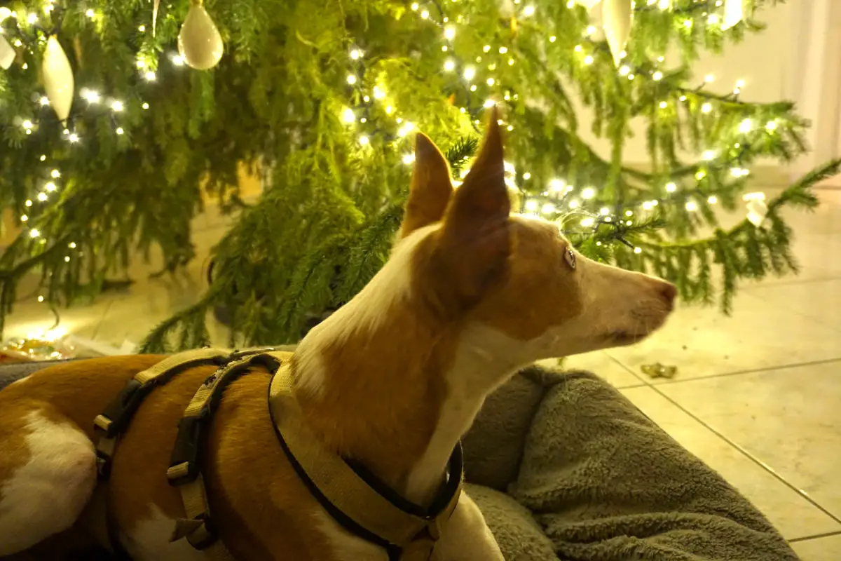 ROSEN AUF SCHWARZ Hunde-Leckerli-Beutel mit Magnet und Karabiner Geschenk Weihnachten Geburtstag Dankeschön