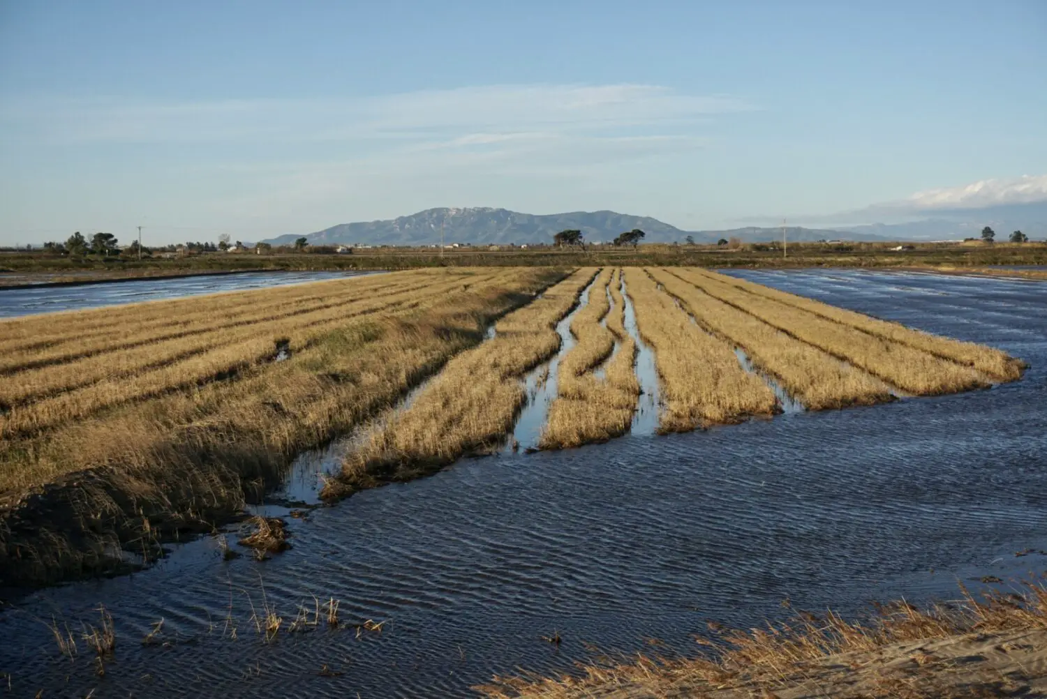 Reisfelder am Ebro Delta