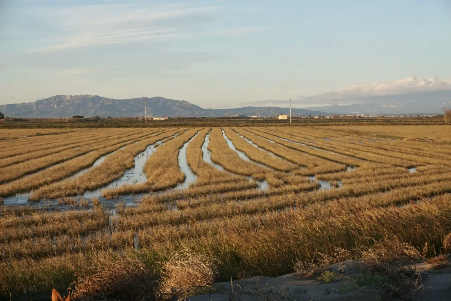 Besuch Reisfelder beim Überwintern in Spanien