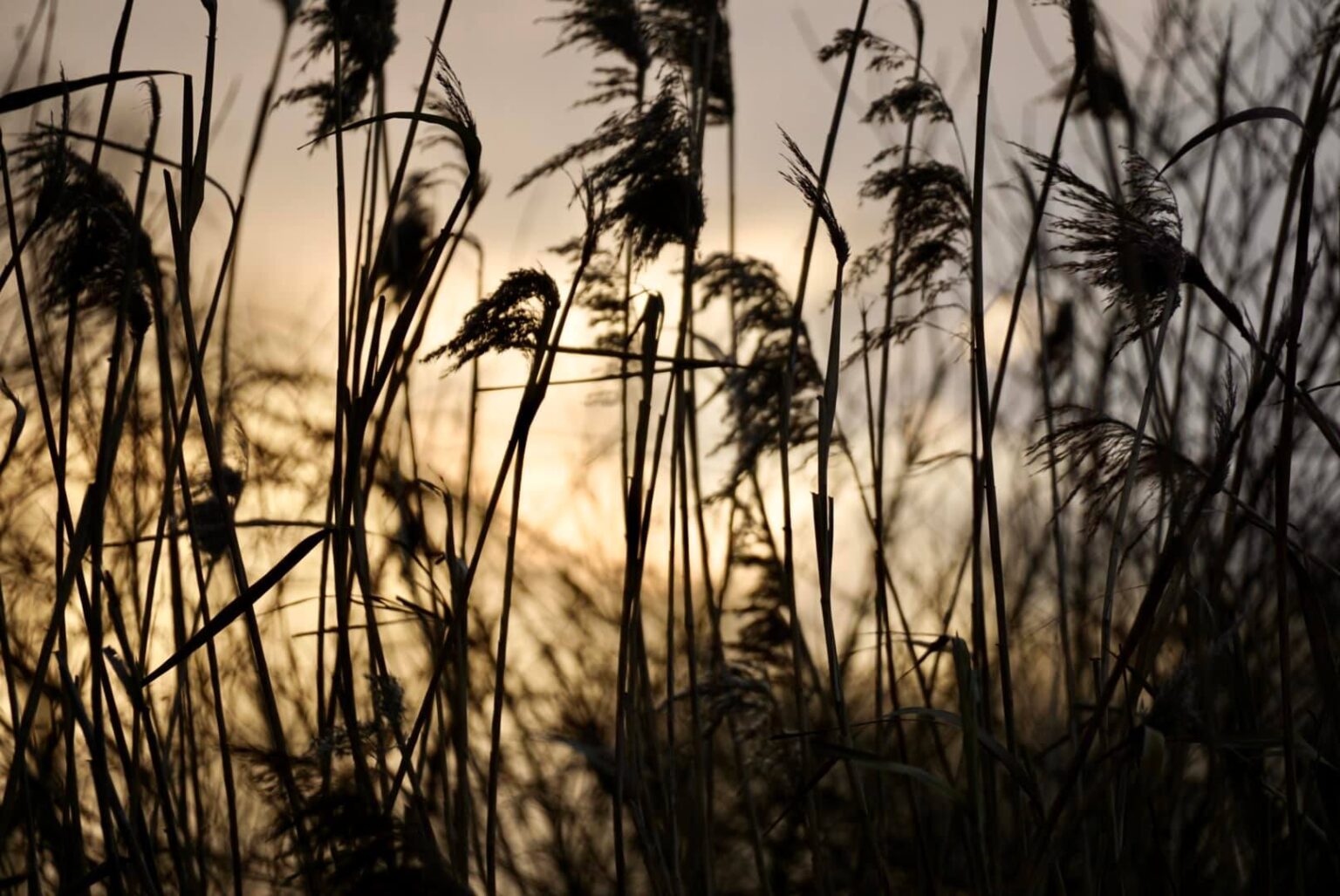 Rieselfelder Münster Parken, Rundweg, Karte & mehr