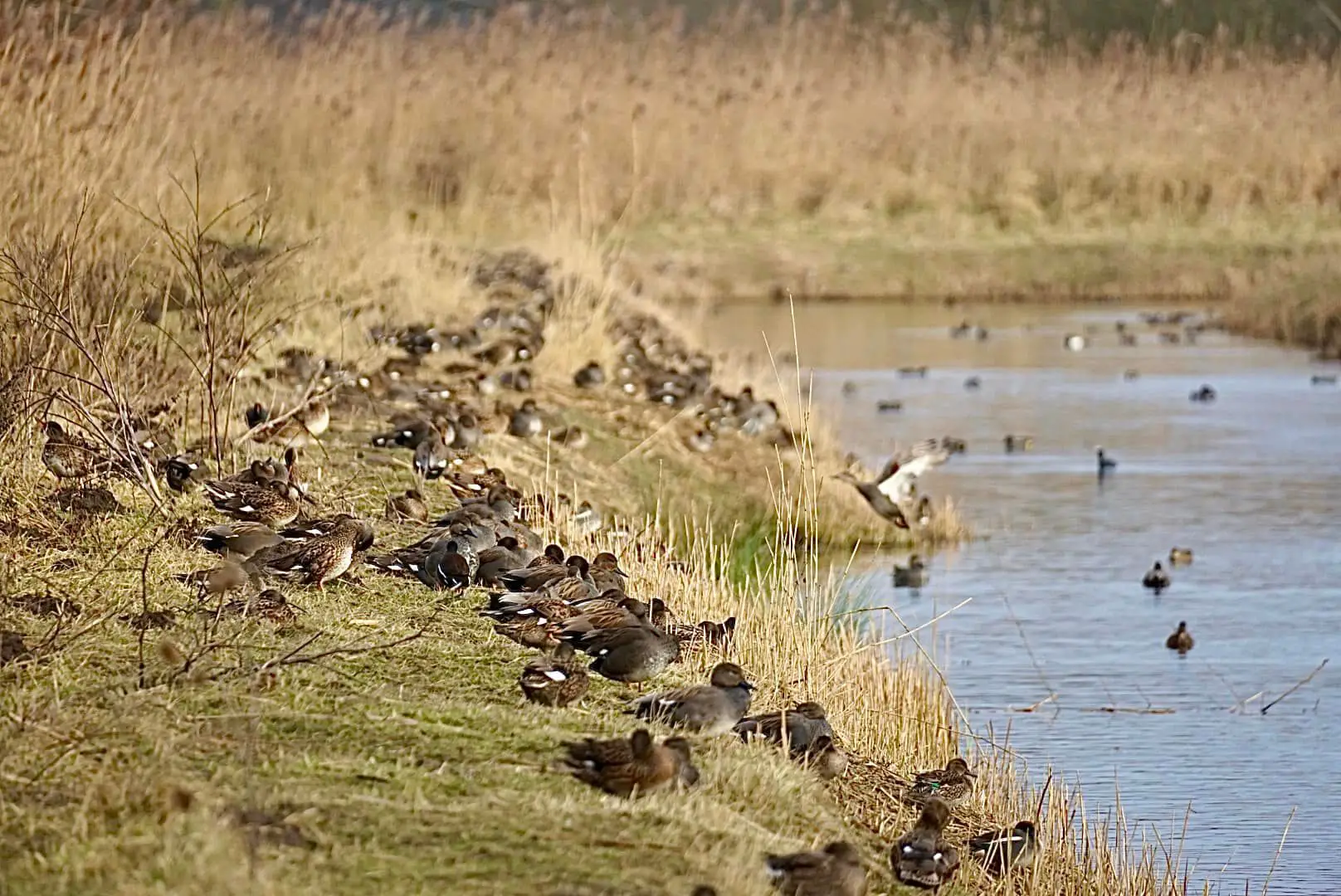 Zahlreiche Enten sitzen am Ufer in den Rieselfelder Münster