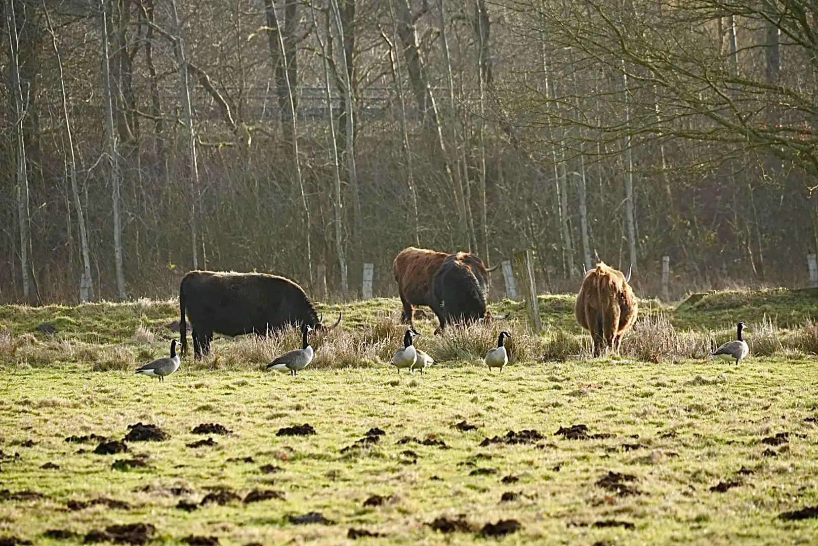 Rinder umringt von Gänsen in den Rieselfelder Münster