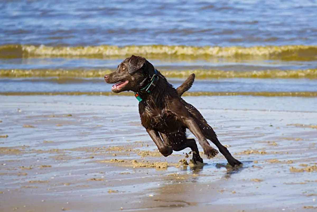 Rennender Hund am Strand in Noordwijk