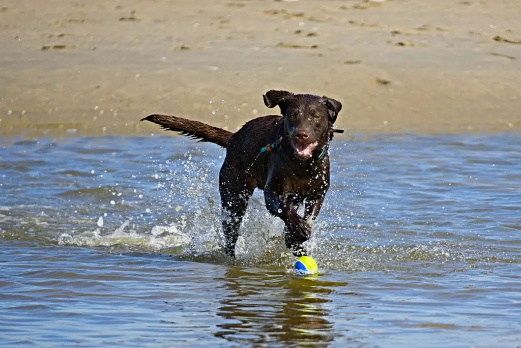 Hund spielt mit Ball im Meer