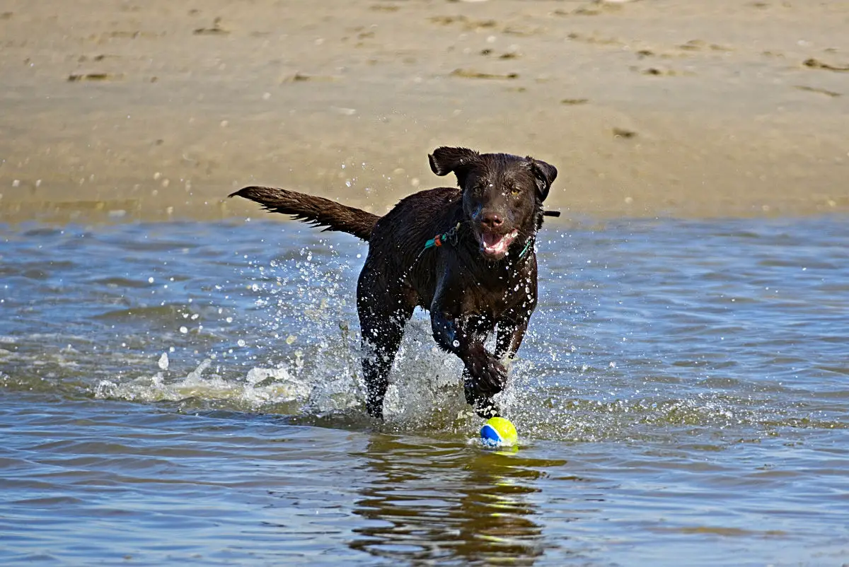 Hund spielt mit Ball im Meer in Holland